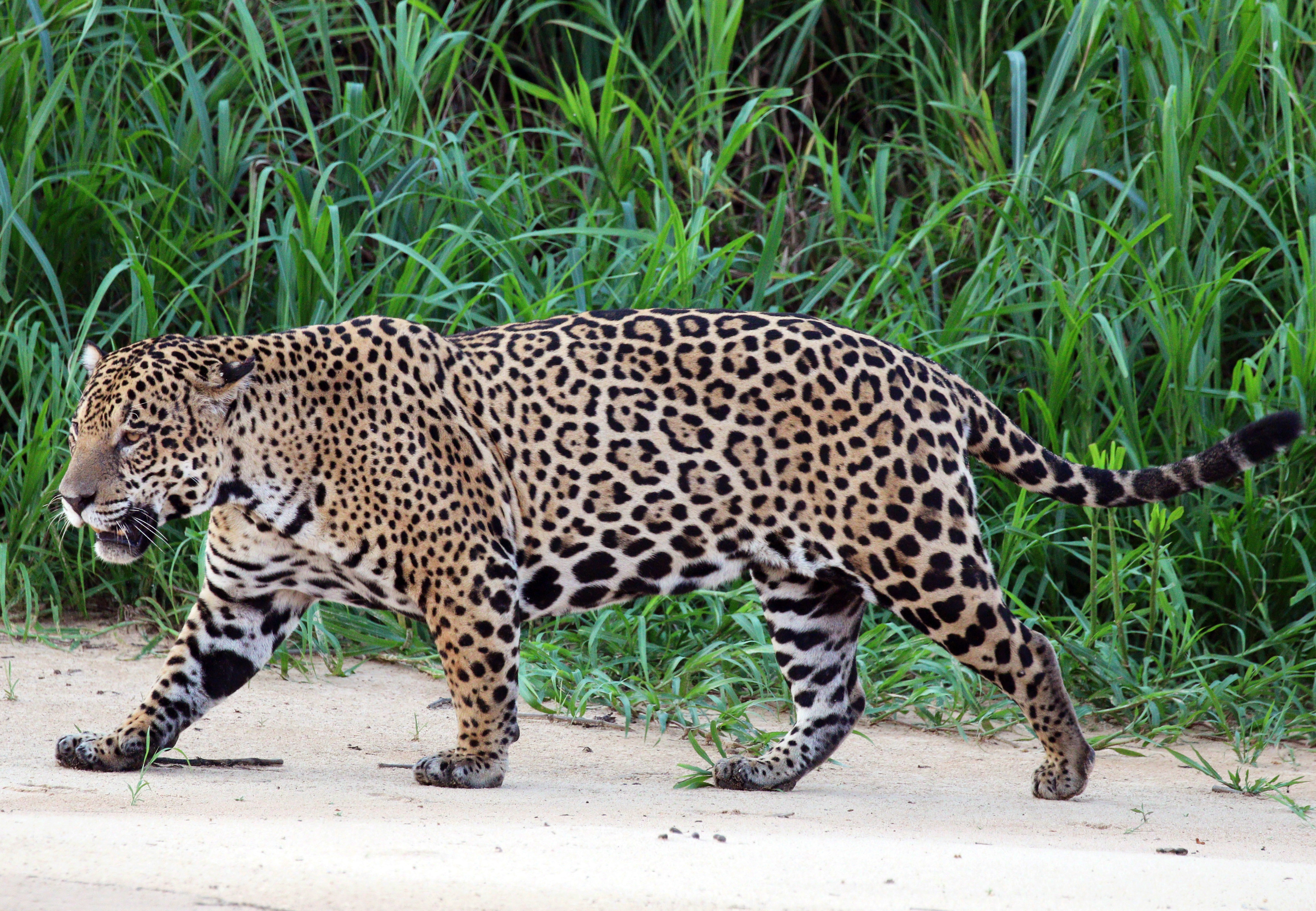 Onça-pintada macho no rio Três Irmãos, Pantanal, Brasil.